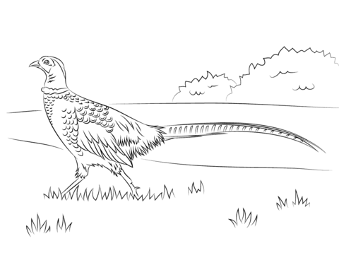 Walking Pheasant Coloring Page